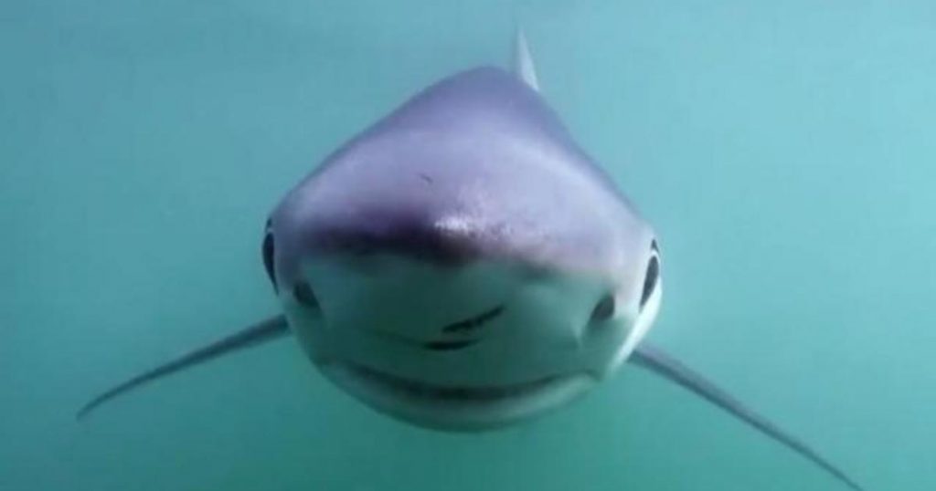 Climate change may be driving sharks to northern shores