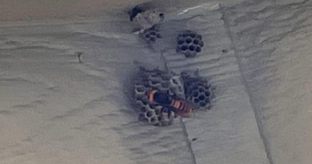 First live “murder hornet” of 2021 spotted in Washington state