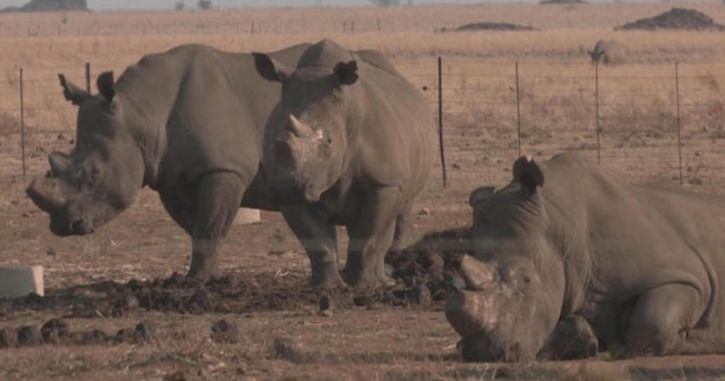 Upside-down rhinos win scientists Ig Nobel prize