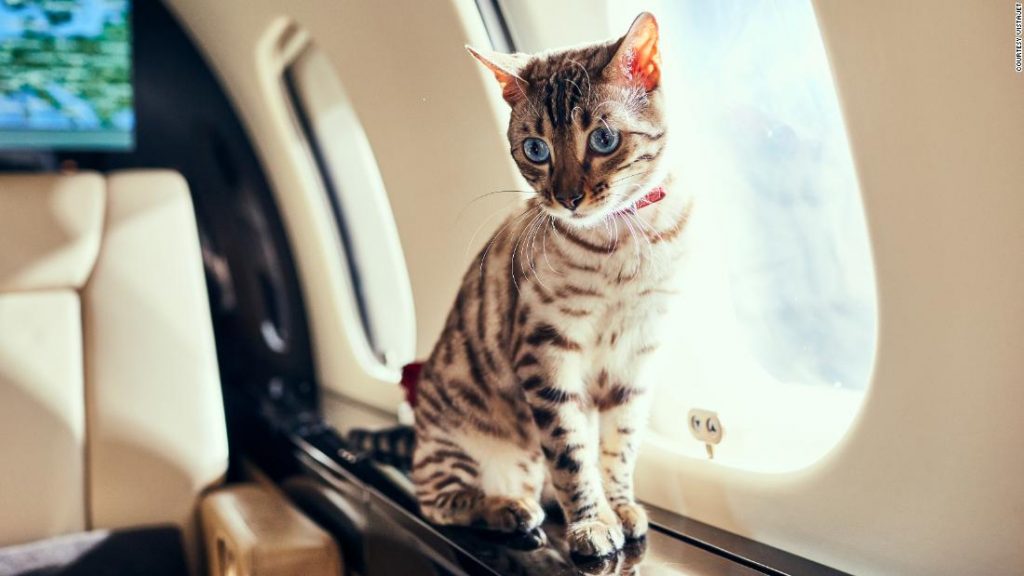 Why more travelers are flying their pets by private jet