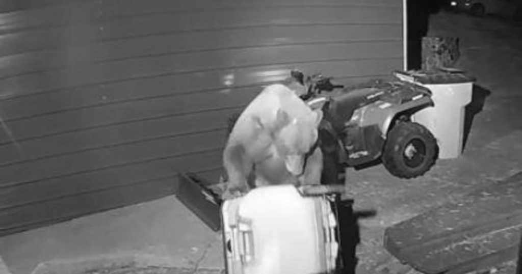 Bear warning issued for Tahoe residents returning from Caldor Fire evacuations