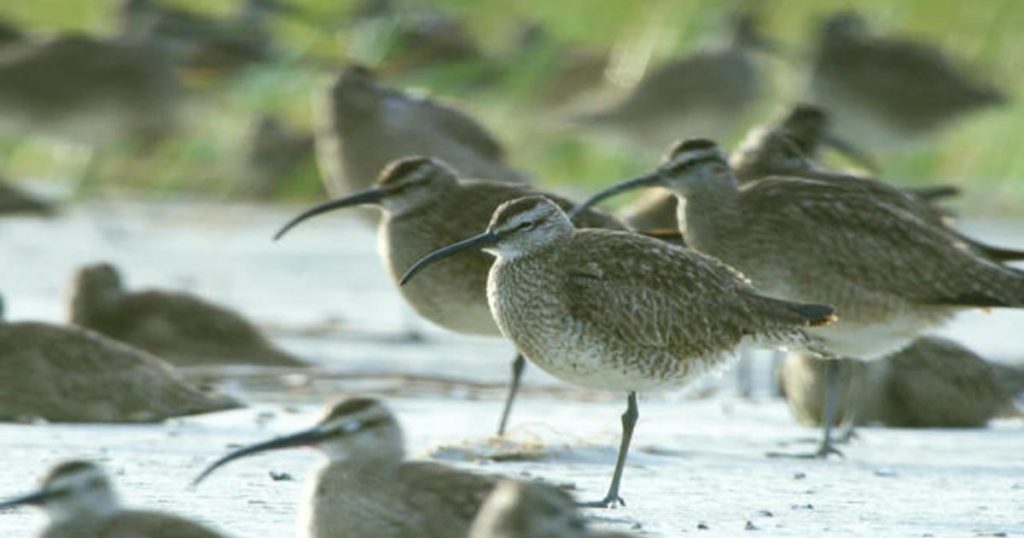 Tagging migrating whimbrel shorebirds – CBS News